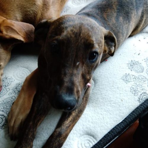 Poppy ~ 7mo Mixed Breed Puppy(M&G 16/1/22)