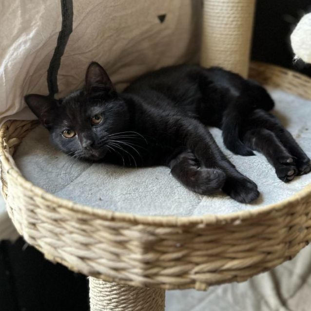 Funky Kong Come meet me PETstock Chadstone Female Domestic