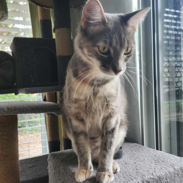 Photo of Pepper