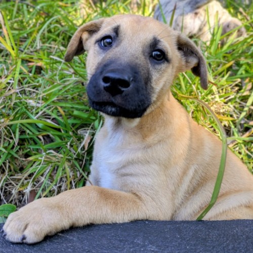 Dandelion