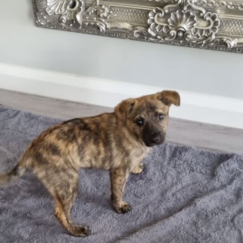 Daisy ** An Angel Puppy **