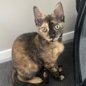 Photo of Maple