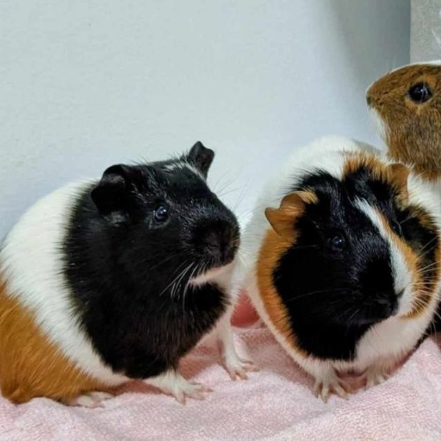 Photo of 🐹May And Daisy🐹