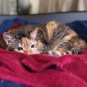 Photo of Cleo