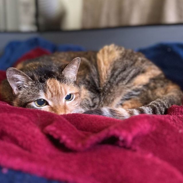 Photo of Cleo
