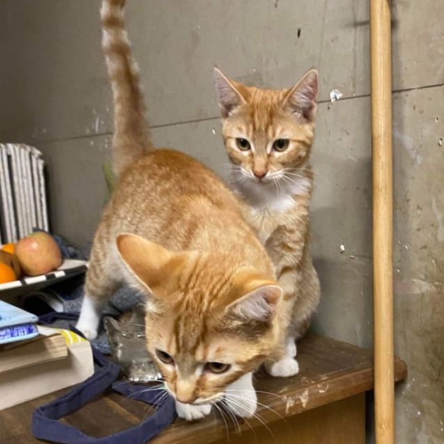 Photo of Chilli   Will Transport To You