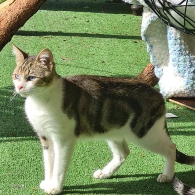 Photo of Bluey
