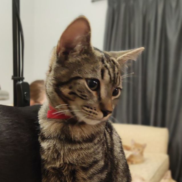 Photo of Nutmeg (And Cinnamon)