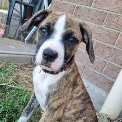 Rose ~ American Bull Dog X Puppy(On Trial 21.2.22)