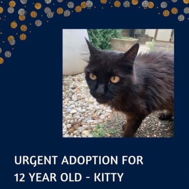 Photo of Kitty – 12 Year Old Male (On Trial 19/02/22)
