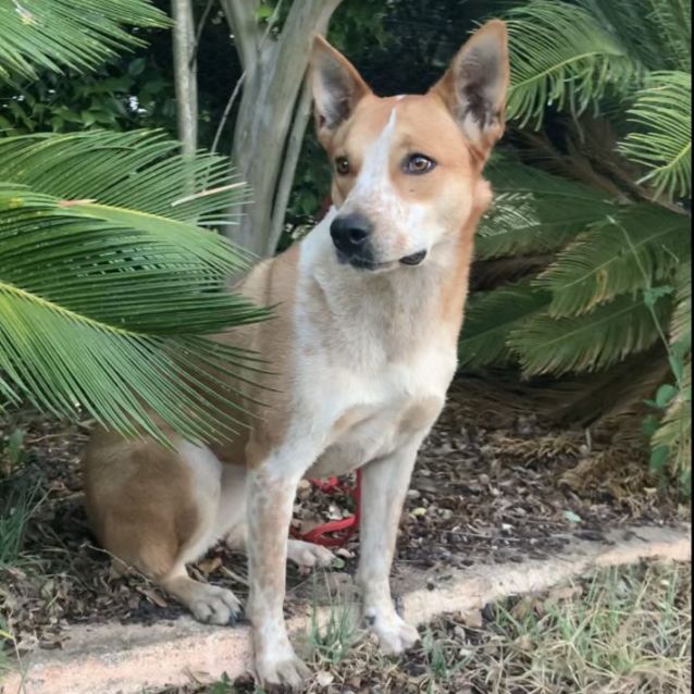 Red heeler sales coyote mix