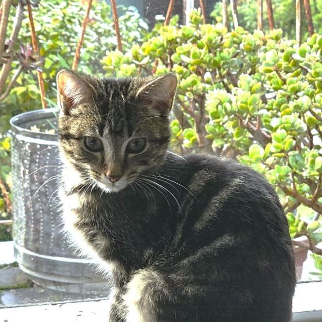 Photo of Aeriel ^^Dandy Cat Rescue^^