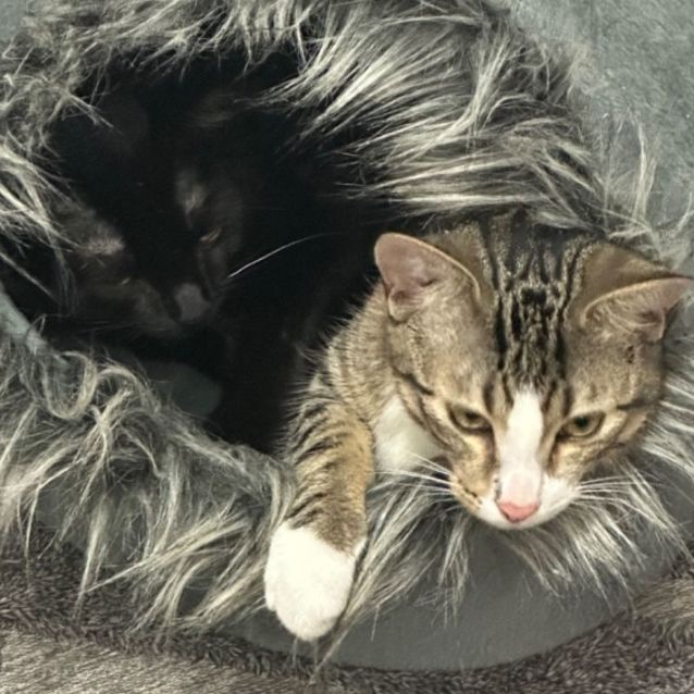 Photo of Cinder 🐈‍⬛