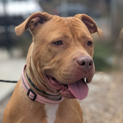 🍊 Caroline 5980 🍊