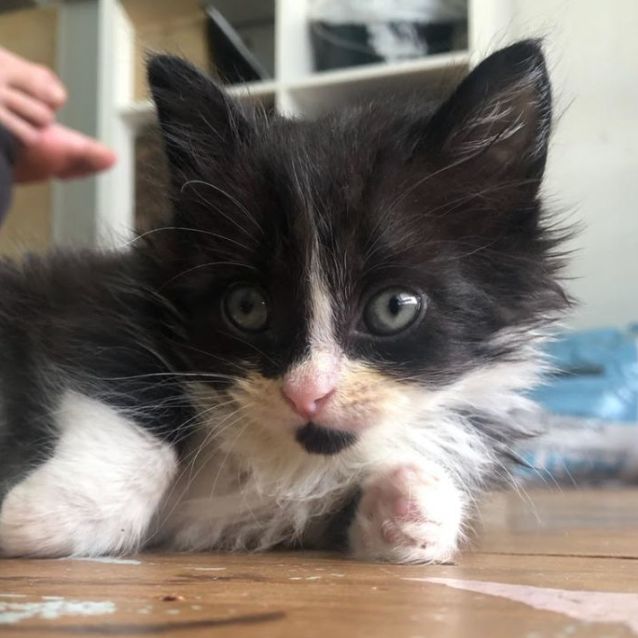 Photo of William  Seven Week Old (On Trial 23/12/21)