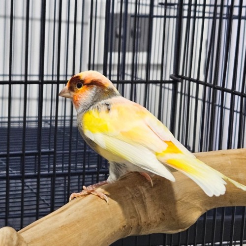 Jelly Belly Manufacturing Defect 