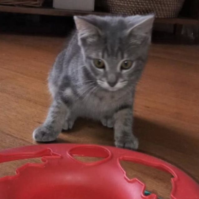 Photo of Roy ^^Dandy Cat Rescue^^