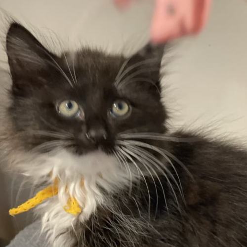 Gillie **2nd Chance Cat Rescue**