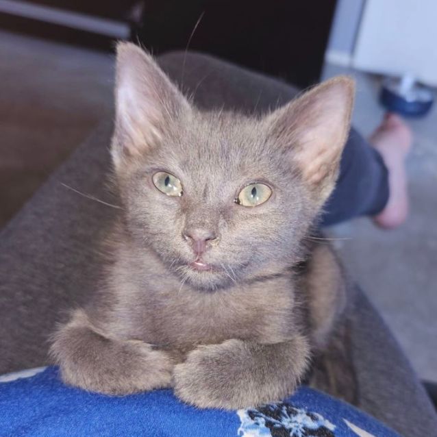 Photo of Jeri **2nd Chance Cat Rescue**