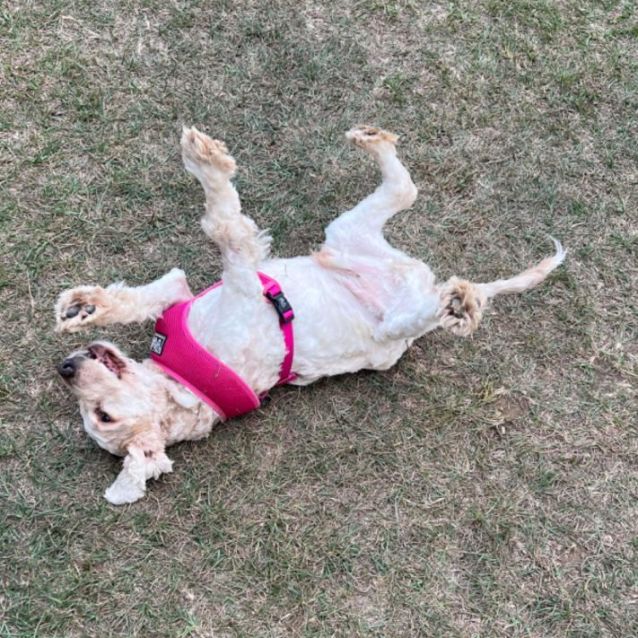 Photo of Yogi