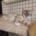 Photo of Pawla **2nd Chance Cat Rescue**