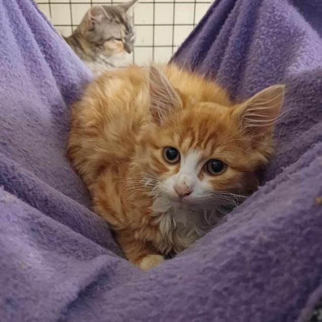Photo of Meggs ** 2nd Chance Cat Rescue**
