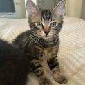Photo of Blue