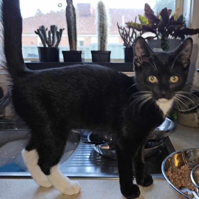 Photo of Marigold **2nd Chance Cat Rescue**