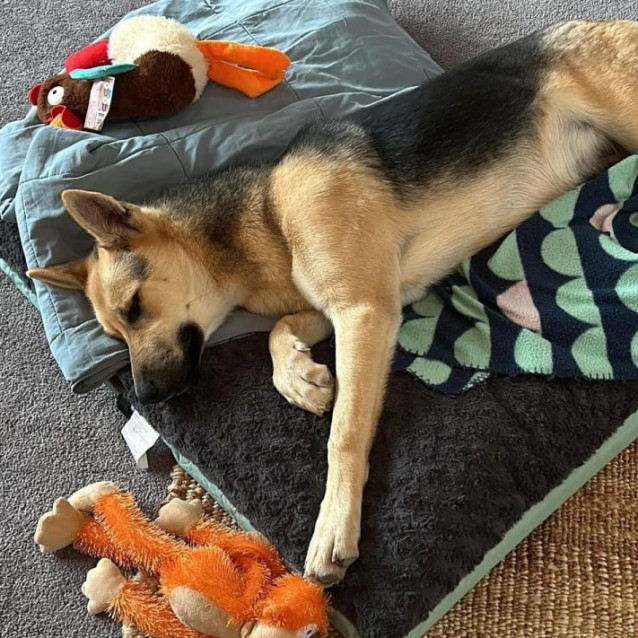 Photo of Satine Kryze