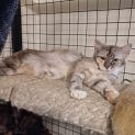 Photo of Pawla **2nd Chance Cat Rescue**