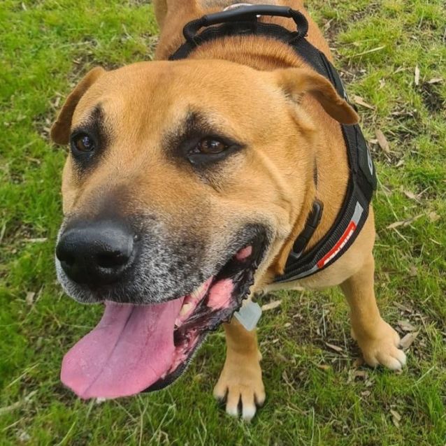 Photo of Vinnie Dl2909