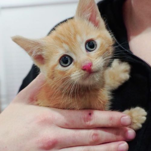 👸 Princess Peach 🍑