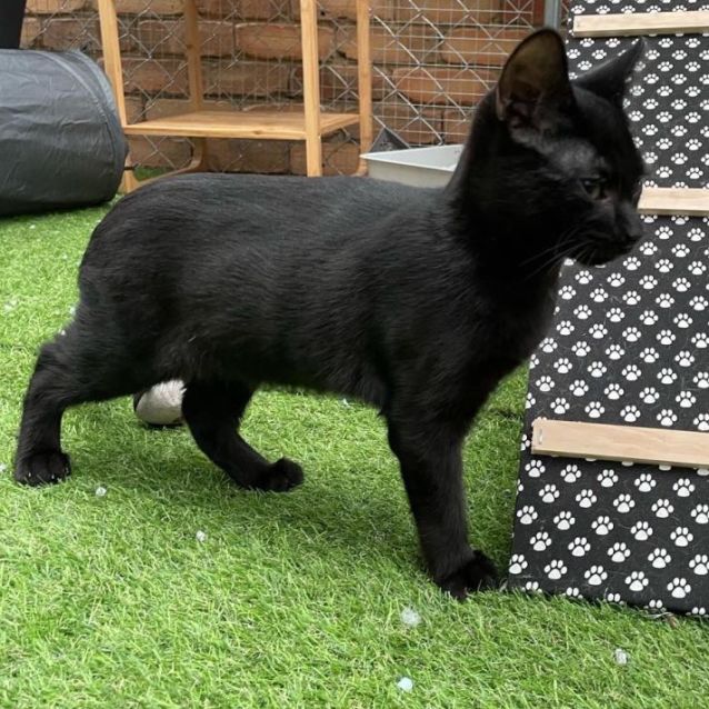 Photo of Muffin (Located In Rowville)