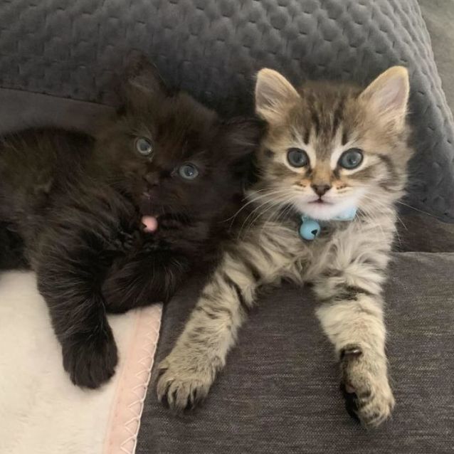 Photo of Millie And Maverick