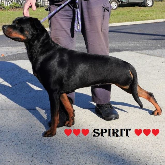 Photo of Spirit