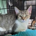Photo of Blitzen