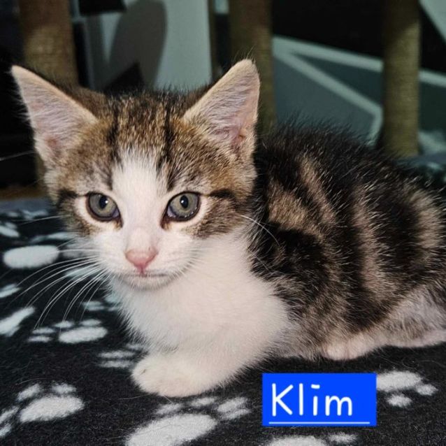 Photo of Klim **2nd Chance Cat Rescue**
