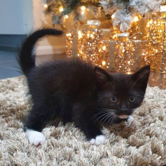 Photo of Soxy