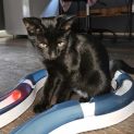 Photo of Asher **2nd Chance Cat Rescue**