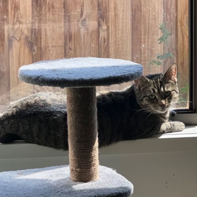Photo of Nutmeg **2nd Chance Cat Rescue** 
