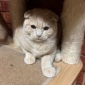 Photo of Suki
