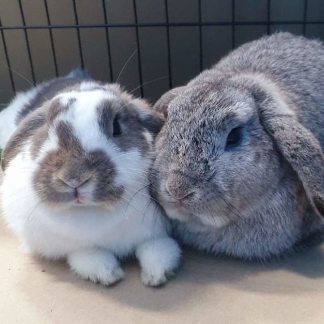 Photo of Bambi And Thumper