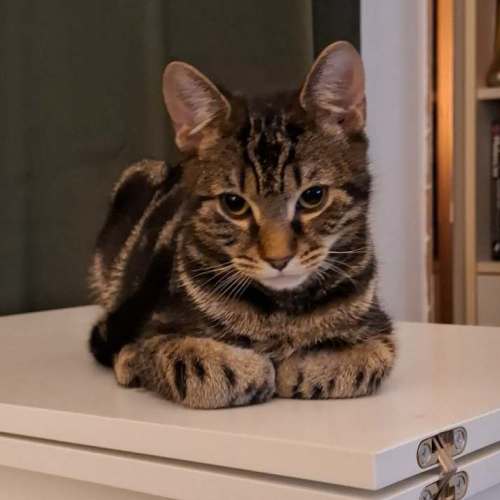 Catbus