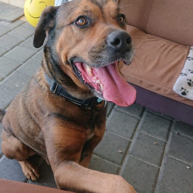 Photo of Tiger Dl2530