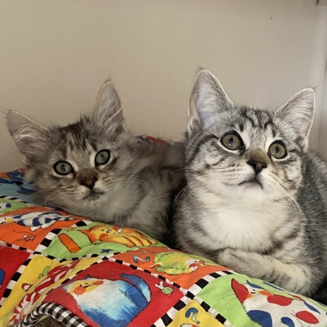 Photo of Basset & Akita 💙🩷