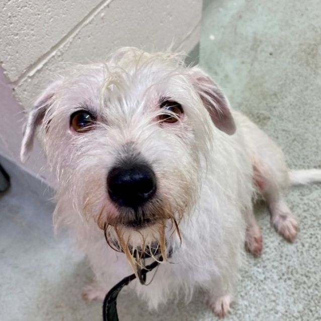 Photo of D944 Blackie