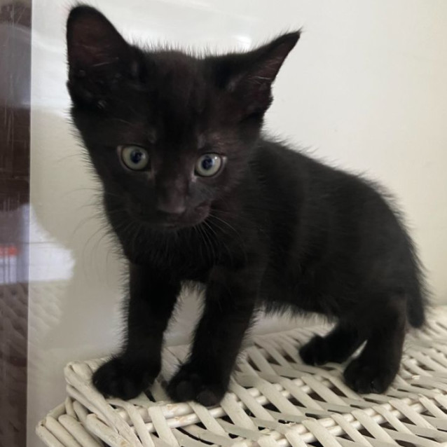 Photo of Mowgli