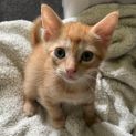 Photo of Pumpkin