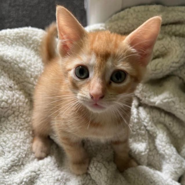 Photo of Pumpkin