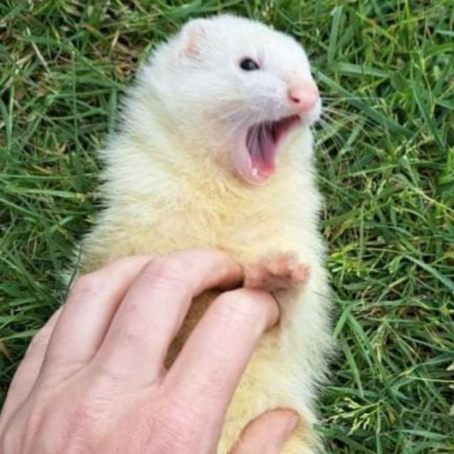 Photo of Noodle (Located In Skye)